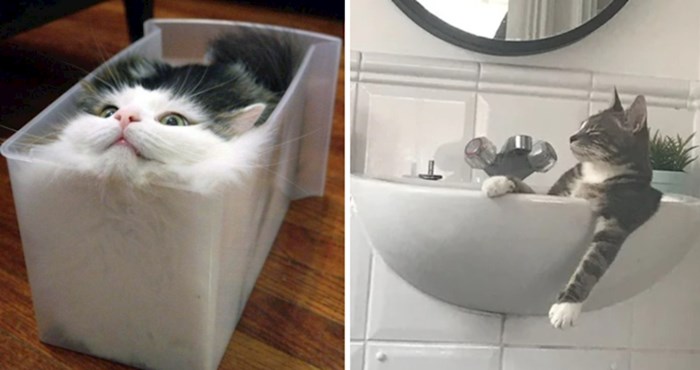 15 fotografija koje dokazuju da mačke vole ležati i odmarati na najčudnijim mjestima