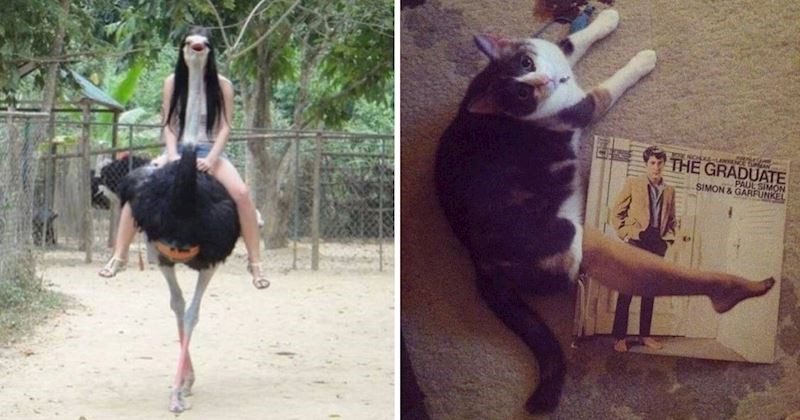 10+ savršeno tempiranih fotografija životinja koje će vam popraviti raspoloženje i nasmijati vas