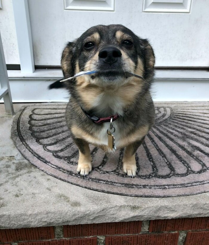 "Svako jutro šećem psa svojih roditelja i uvijek me dočekao s nekim "darom". Danas je to bilo pero"