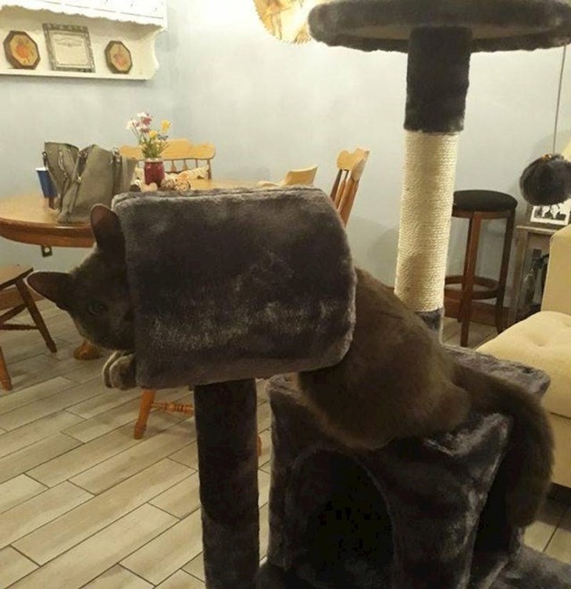 "Penjalica za mačke došla je puno manja nego sam očekivala. Ali mački se ipak sviđa."