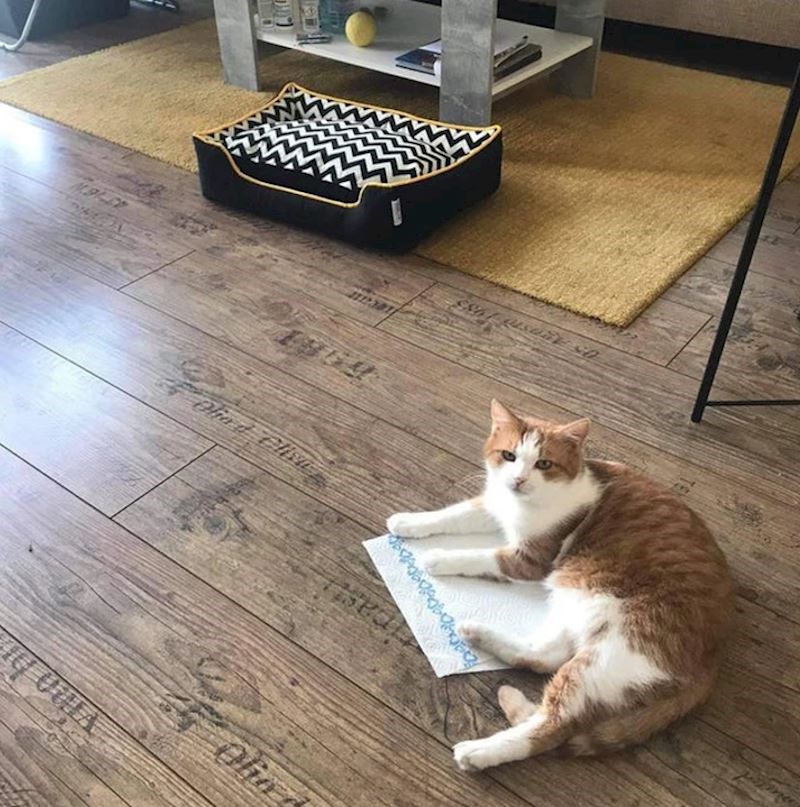 3. Sve je bolje za spavanje od njihovog kreveta