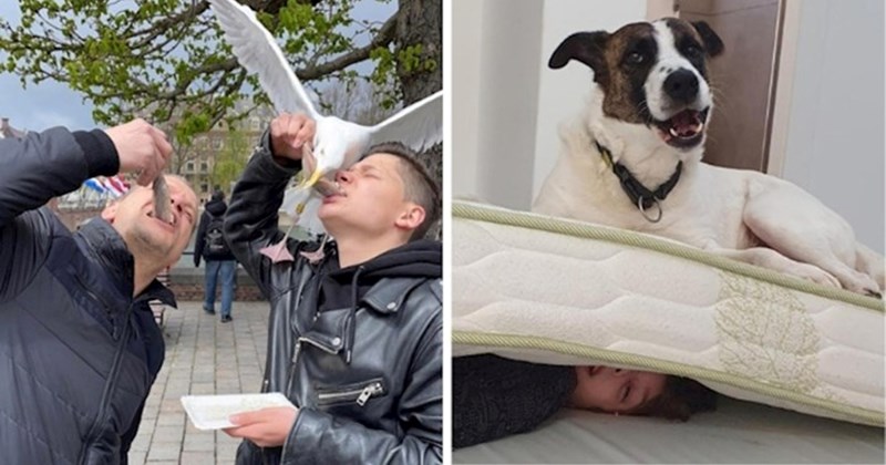 17 fotki luckastih životinja koje su u uhvaćene kako rade nešto poprilično vragolasto