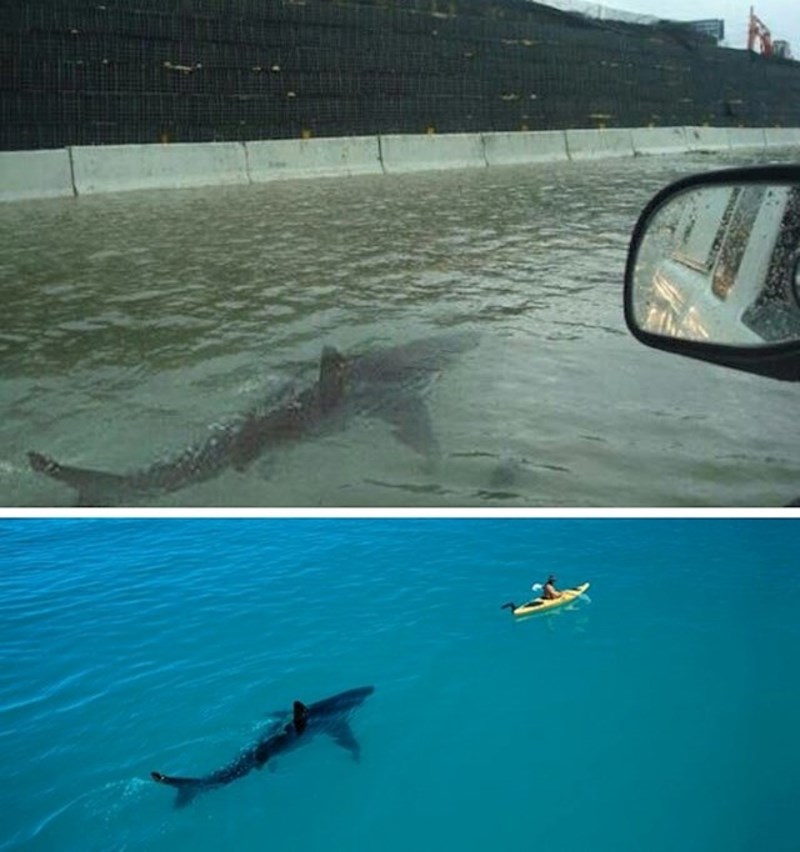 Morski pas na autocesti