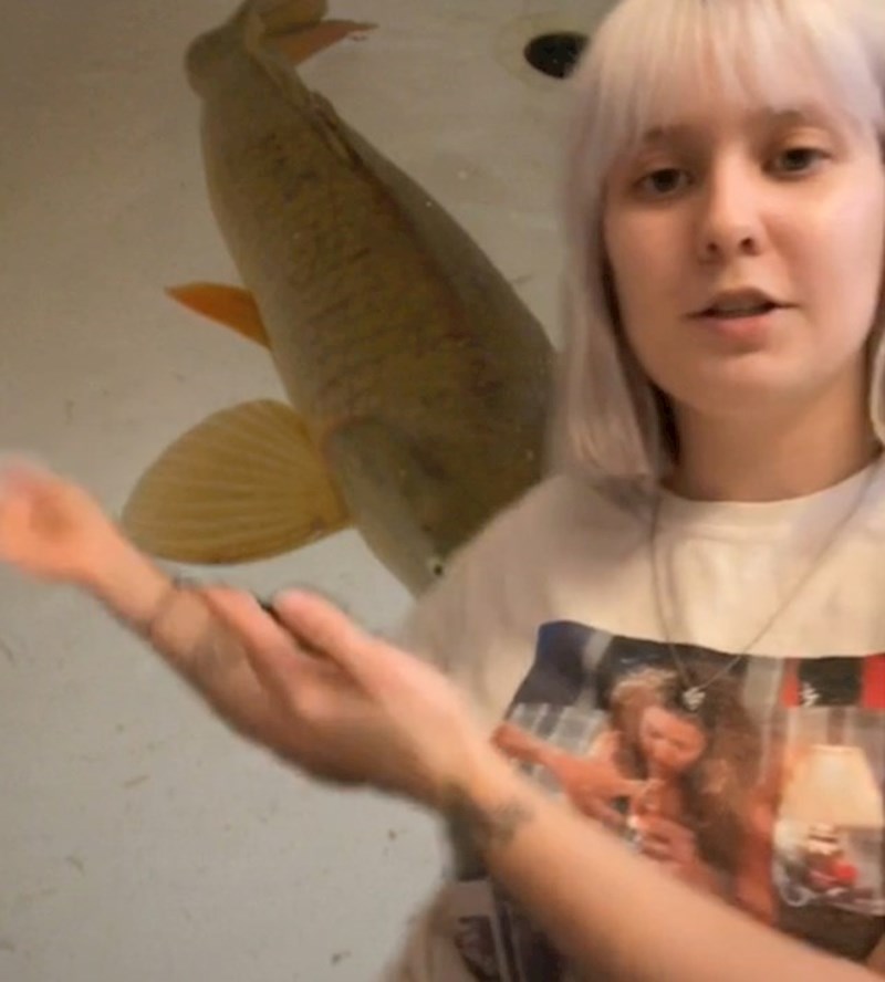 U Slovačkoj se u danima prije Božića u kadu ubacuju žive ribe