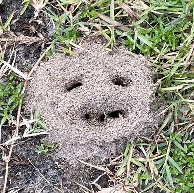 4. Kolonija mrava kao da je namjerno formirana u obliku nasmiješenog emotikona