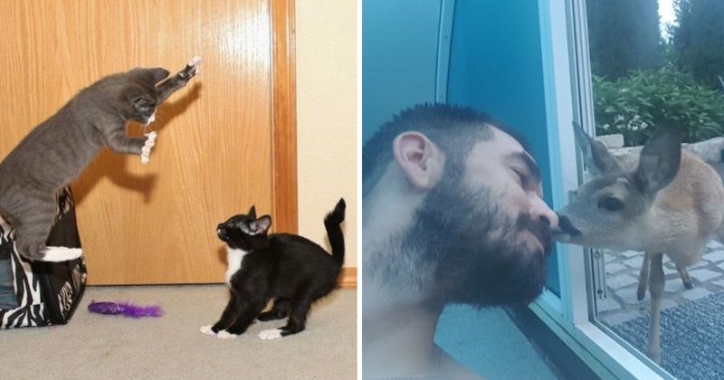 10+ predobrih fotki snimljenih u pravom trenutku, neke su slađe od šećera