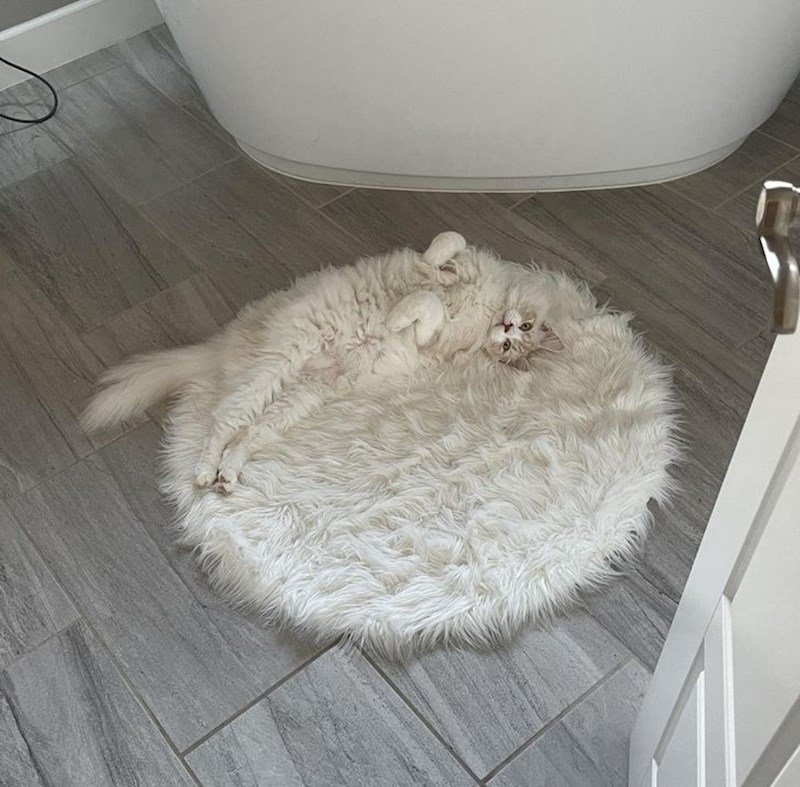 18. Slatkica se izgubila u tepihu!