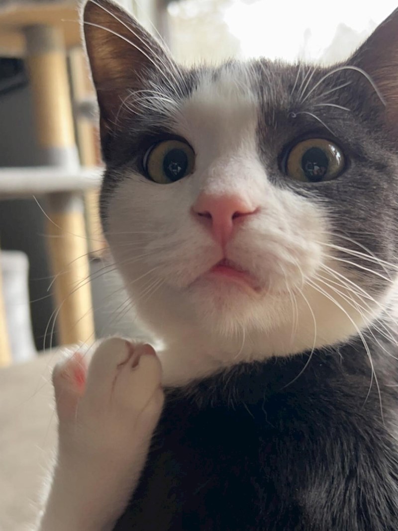 8. Uhvaćen u nekoj nevolji 😂