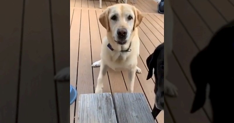 Psi su vlasnici donijeli grančicu i imali preslatku reakciju, rastopit ćete se gledajući video