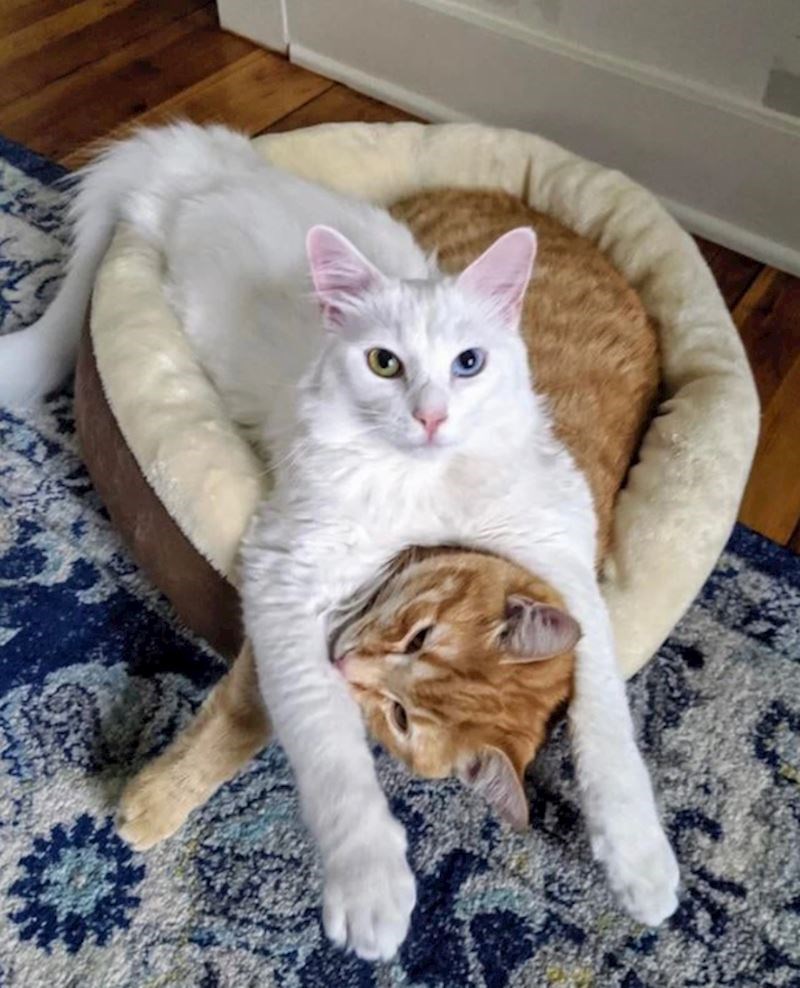 "Pronašla sam ih u ovoj pozi i moram priznati da jedan mačak ne izgleda presretno..."