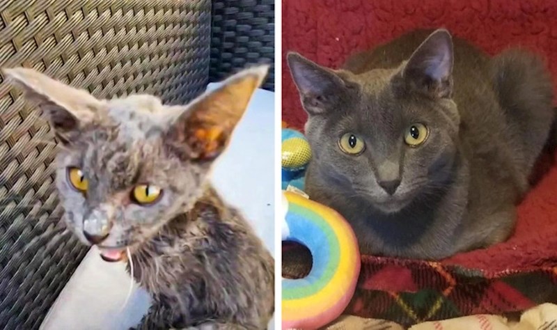 2. "Evo kako je naš mačak izgledao kad smo ga pronašli i kako izgleda danas"