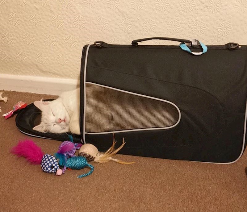 10. Još jedan dokaz da je sve, ali baš sve bolje od krevetića ili košare