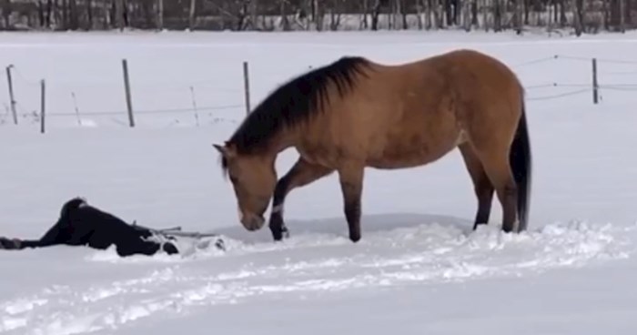 Žena je radila anđela u snijegu pa joj se odlučio pridružiti njezin konj. Video će vam uljepšati dan