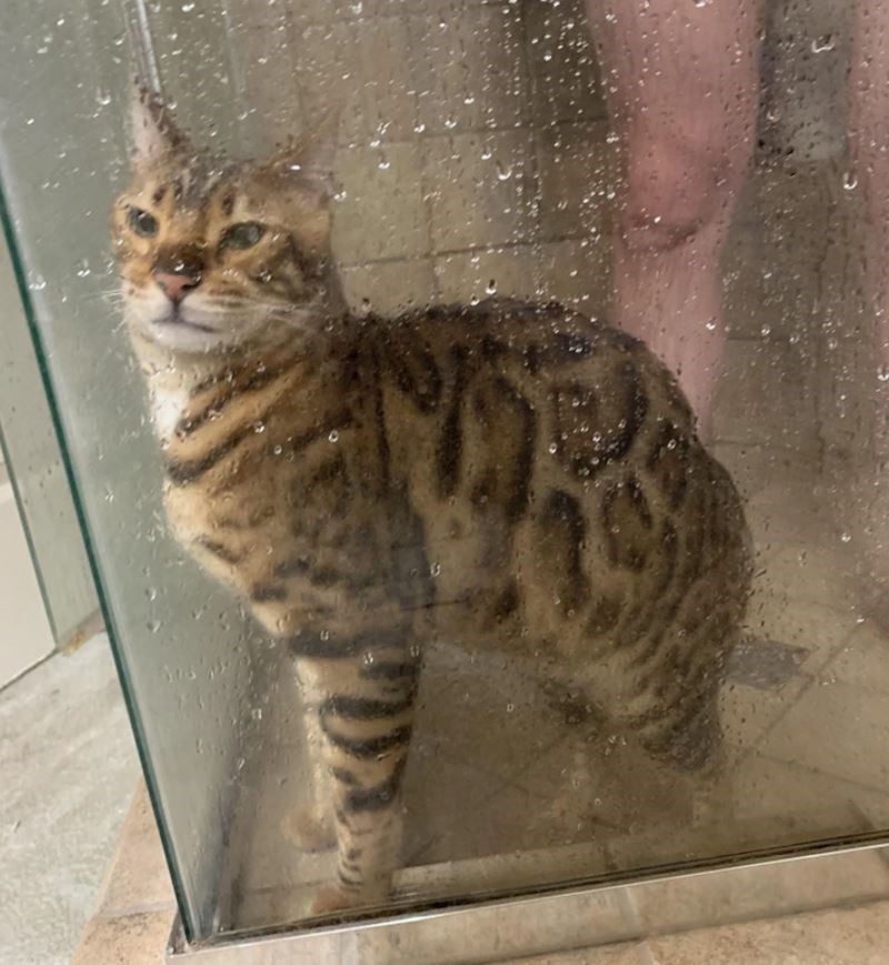 6. "Inače provaljuje meni dok se tuširam, ali je sada provalio zaručniku. Vidio je neke stvari i sada žali zbog toga"