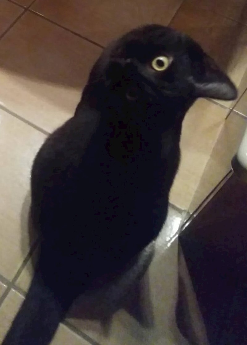 6. "Ok, zašto moja mačka na prvi pogled na ovoj slici izgleda kao vrana?"