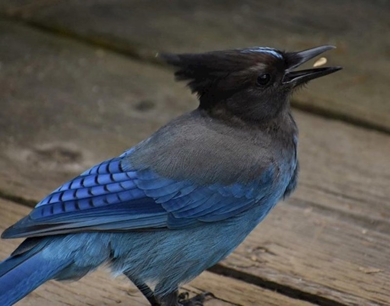 Slikala je prekrasnu pticu točno u trenutku kad joj je hrana lebdjela u kljunu.