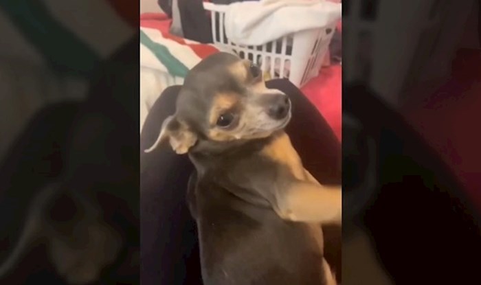 Žena objavila snimku svog psa čija gluma zaslužuje Oscara, ne čudi što je video vrlo brzo postao hit