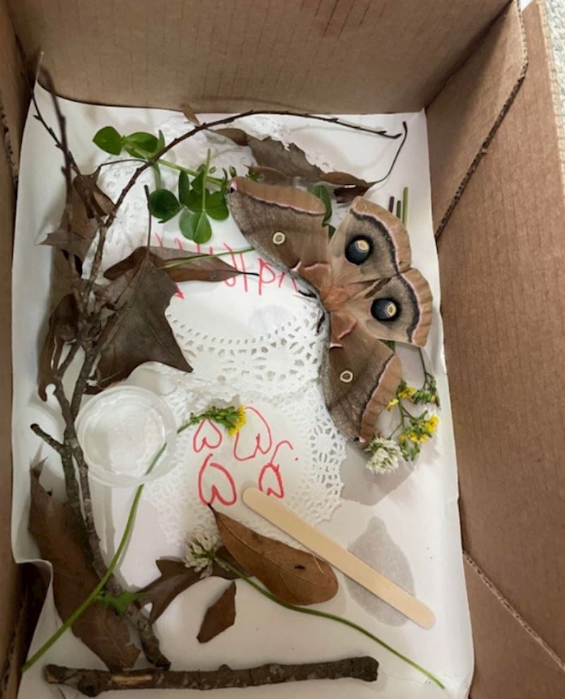 "Moja kćer je pronašla ozlijeđenog moljca i stavila ga u kutiju kako mu ne bi bilo hladno. Napravila mu je pravi dom"