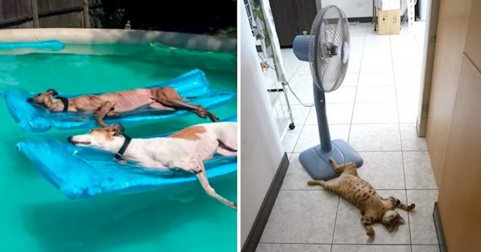 10 smiješnih fotki životinja koje znaju kako se rashladiti tijekom vrućih dana
