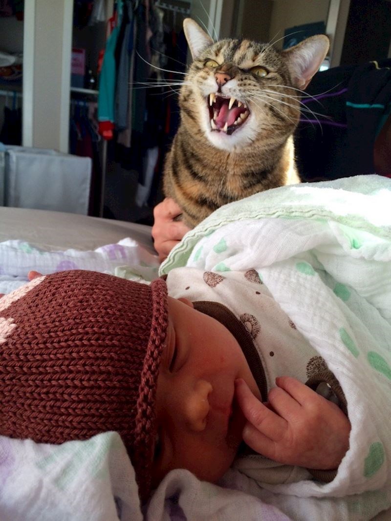 2. "Odlučili smo "upoznati" našeg mačka s bebom. Nije oduševljen što više nije glavna maza u kući"