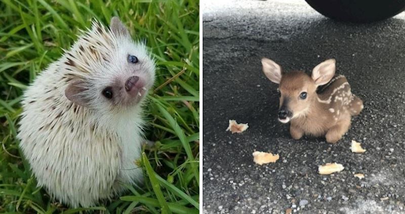 20 preslatkih fotografija malih životinja koje će vam uljepšati dan, prizori su predivni