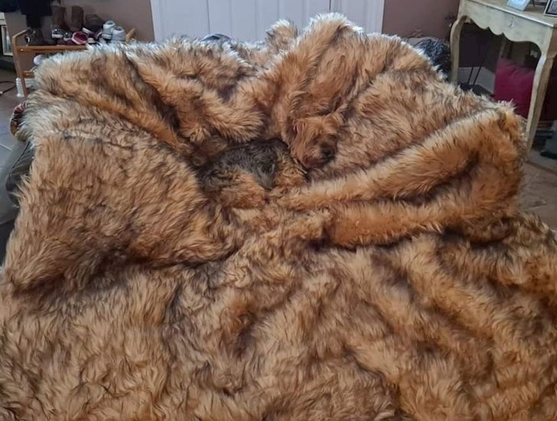 7. A gdje je nestao mali i preslatki psić?