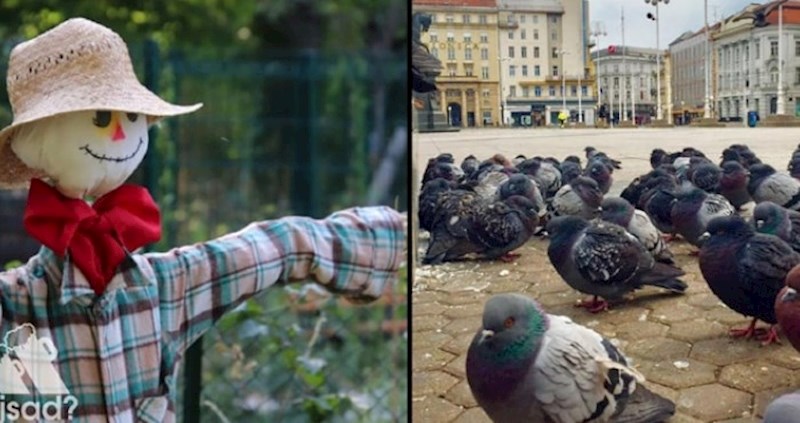 Ekipu na Fejsu nasmijala fora o golubovima, sve će vam biti jasno kad pogledate o čemu je riječ