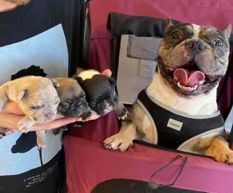 "Ovako je moja kujica Ravioli reagirala kad je prvi put vidjela sve svoje štence na okupu!"