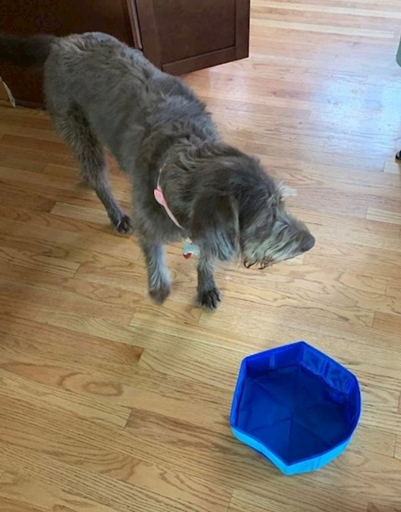 "Jako smo dugo čekali da stigne bazen za našem psa..."