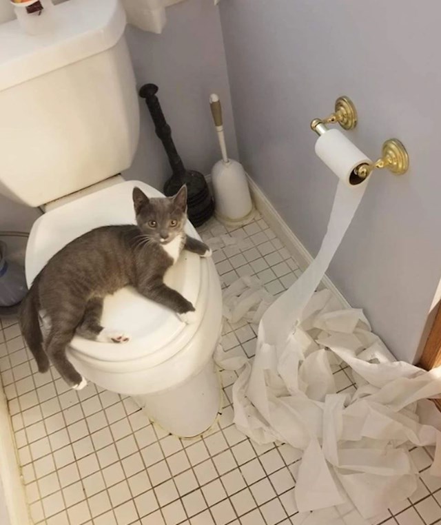 "Mačka moje djevojke ima neku čudnu opsesiju wc papirom"
