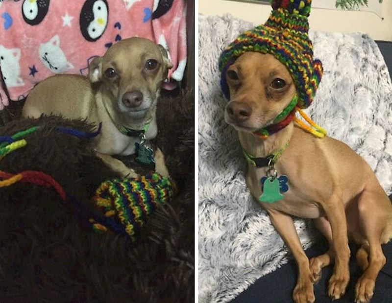 "Ne voli nositi kape koju mu pletem, ali mi ih uvijek donese kad sam tužna. Životinje su stvarno predivna i emotivna bića"