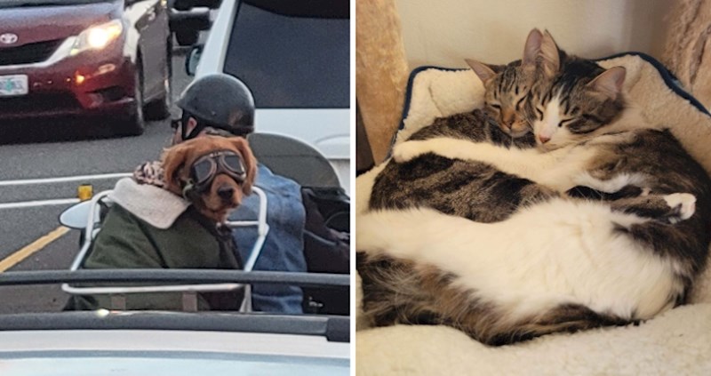 10 nevjerojatno slatkih fotografija životinja zbog kojih se nećete moći prestati smiješiti