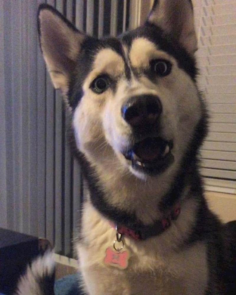 "Izraz lica mog psa kada je shvatio da mu neću dati zadnji zalogaj mog burgera..."