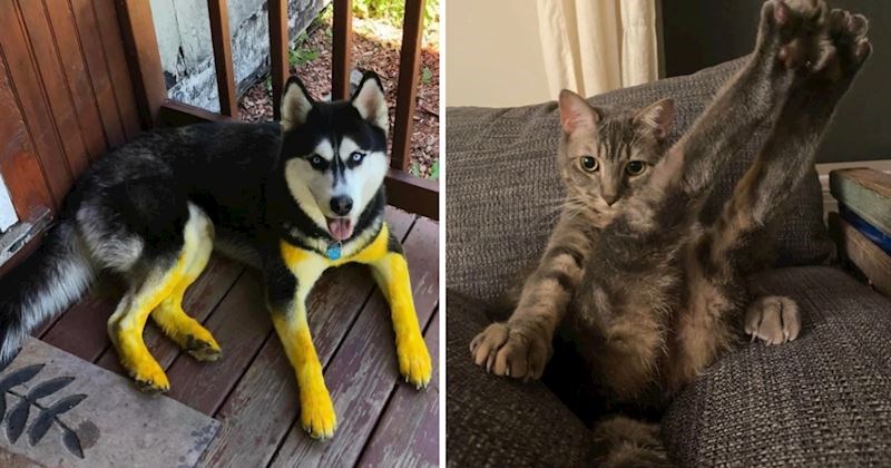 15+ zabavnih prizora koji savršeno pokazuju da život s ljubimcima nikad nije dosadan
