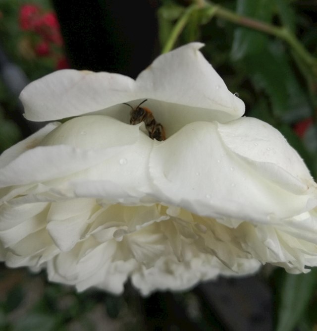 4. "Pčelica se sakrila u ružu jer pada kiša"