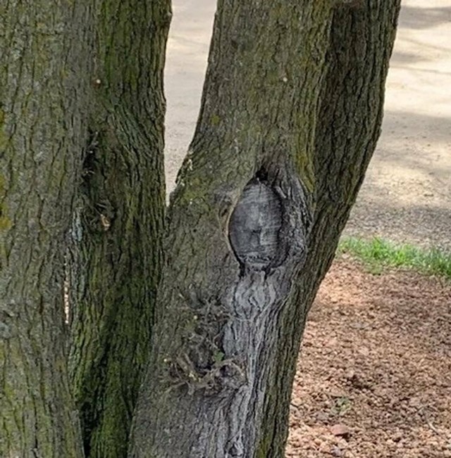 "Izgleda kao da se u drvetu nalazi dijete"