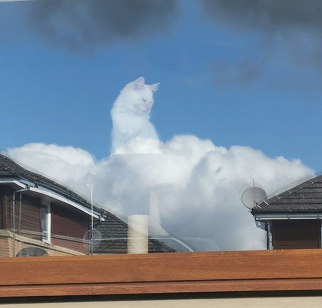 Mačka je zbog jake refleksije na staklu izgledala kao da je na oblacima.