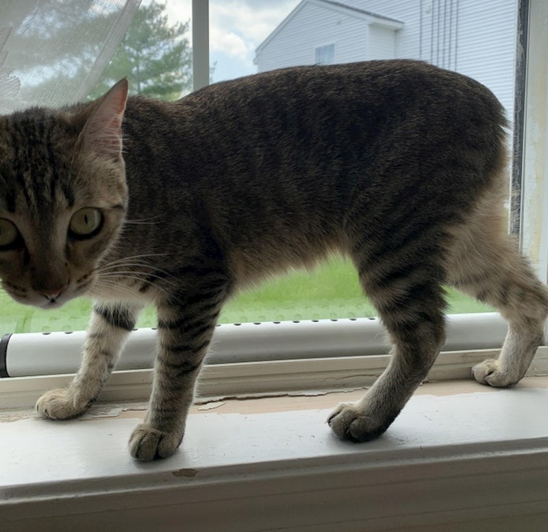 14. Mačka se rodila bez repa