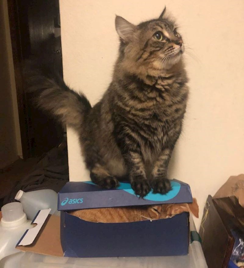 15. Ali pogled ovog mačka u kutiji 😂