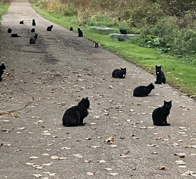 Skup crnih mačaka