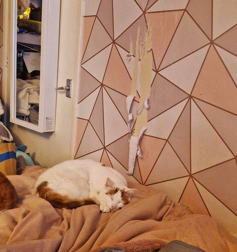 10. Spokojno spava nakon što je napravila štetu