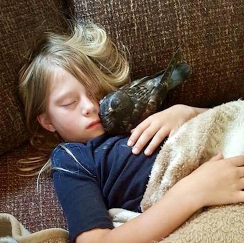 "Prije otprilike godinu dana, moja nećakinja je spasila mladunče goluba - sad su nerazdvojni"