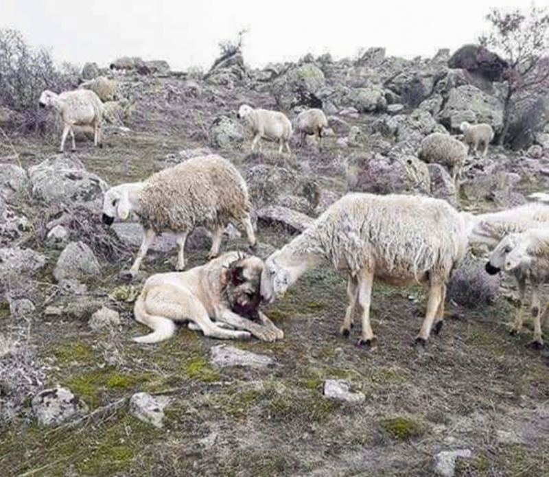 2. Netko je snimio ovaj predivan trenutak između ove i psa čuvara.