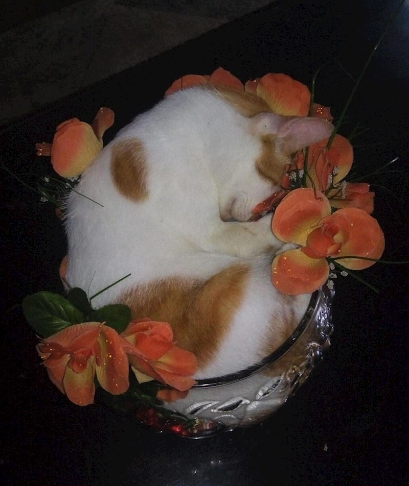 16. Uništila je cvijeće, ali je preslatka