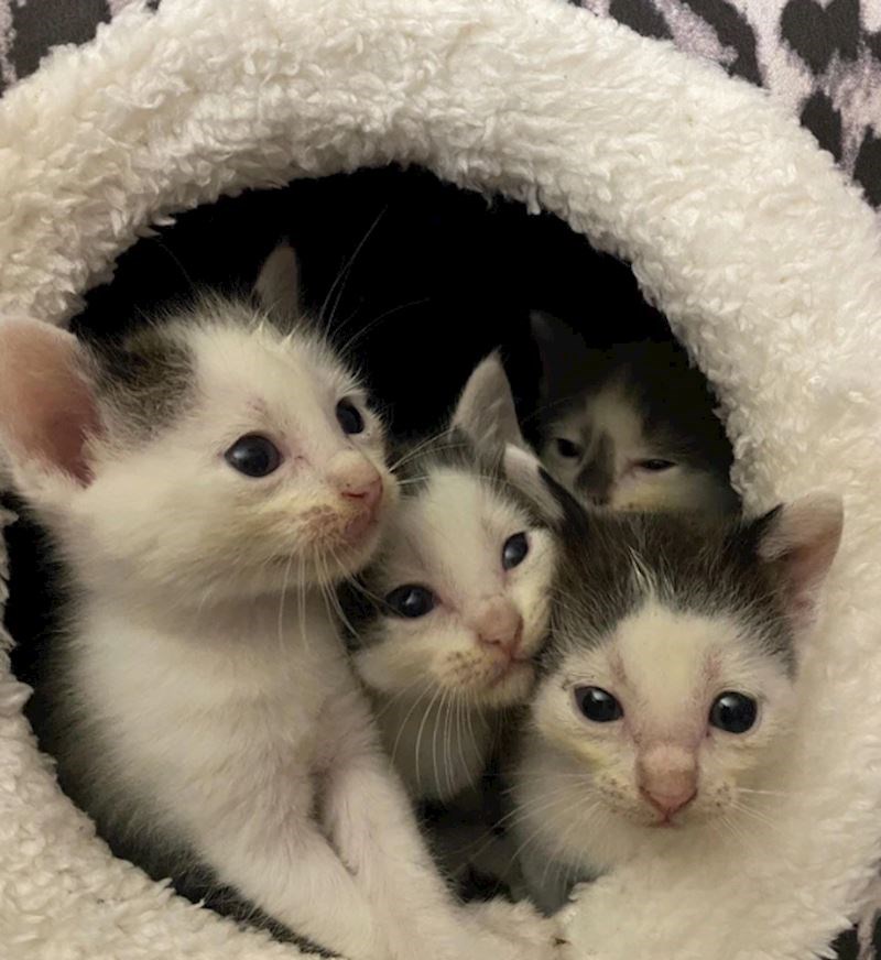 13. "Zamislite samo koliko je udobno u ovoj kućici."