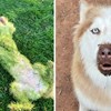 15+ fotografija snimljenih u pravom trenutku da zabilježe blesavo ponašanje ovih pasa