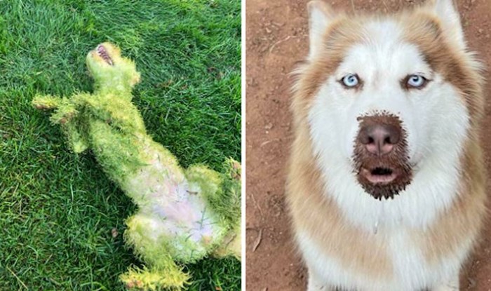15+ fotografija snimljenih u pravom trenutku da zabilježe blesavo ponašanje ovih pasa