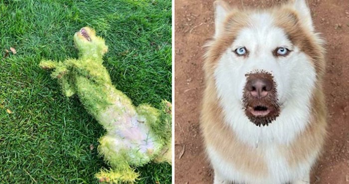 15+ fotografija snimljenih u pravom trenutku da zabilježe blesavo ponašanje ovih pasa