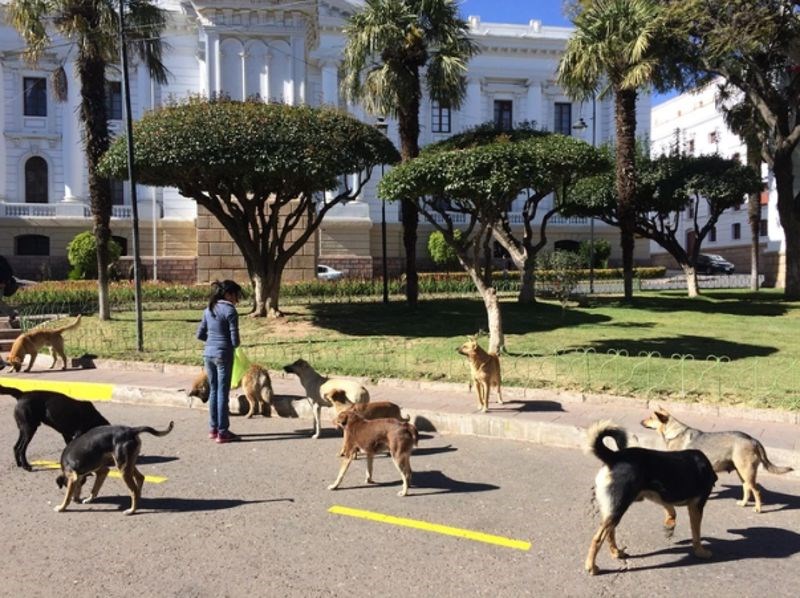 "Živim u Boliviji i ova žena svako jutro hrani pse lutalice u parku."
