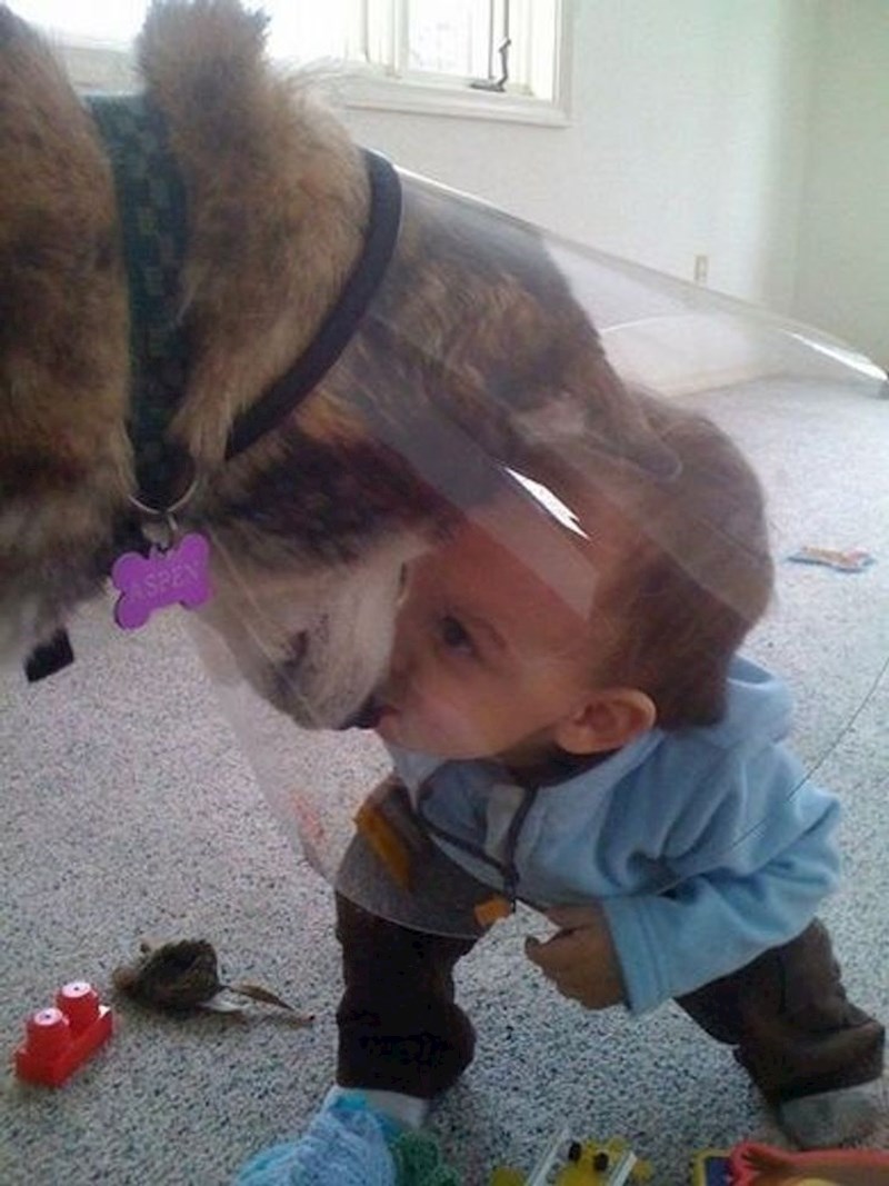 1. "Naš pas je bio tužan jer je morao nositi ovratnik pa ga je naš sin odlučio razveseliti"